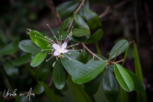 White blossom of a Jamaica Caper, Crane Point, Marathon Key, Florida USA