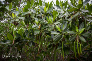 Mangrove Forest, Crane Point, Marathon Key, Florida USA