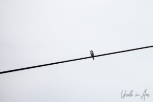 Gray Kingbird on a Wire, Crane Point Museum and Nature Centre, Marathon Key, Florida USA