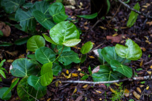 Glossy green vine, Crane Point, Marathon Key, Florida USA