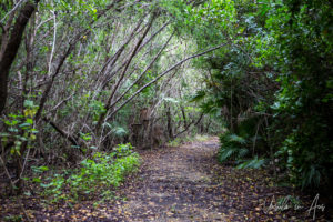 Pathway into the Woods, Crane Point Museum and Nature Centre, Marathon Key, Florida USA