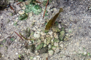 Small fish swimming over rocks, Everglades, Florida USA