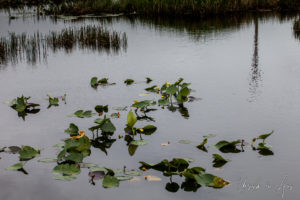 Spatterdock and grass, Everglades, Florida USA
