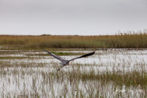 Heron flying over the Everglades, Florida USA