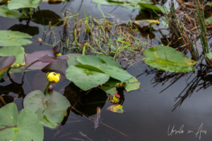 Spatterdock flower and leaves, Everglades, Florida USA