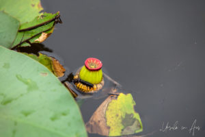 Spatterdock seed pod and leaves, Everglades, Florida USA