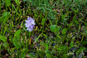 Water Hyacinth in the waters, Florida Everglades, USA