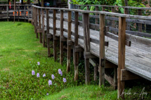 Water Hyacinth under the Bridge, Florida Everglades, USA