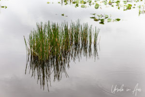 Patch of Everglade grass in water, Florida USA