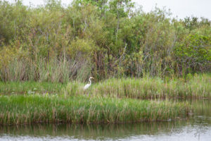 White Egret in the grass, Everglades, Florida USA