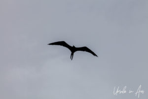 Swallow-Tailed Kite silhouette, Crane Point Museum and Nature Centre, Marathon Key, Florida USA