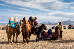 Mongolians and their Bactrian Camels, Golden Eagle Festival, Olgii Mongolia