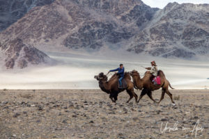 Two Kazakh riders on Bactrian camels racing, Golden Eagle Festival, Olgii Mongolia