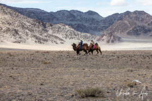 Two Kazakh riders on Bactrian camels racing, Golden Eagle Festival, Olgii Mongolia