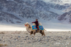 A Kazakh rider on a running Bactrian camel, Golden Eagle Festival, Olgii Mongolia