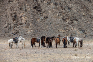 Kazakh Ponies standing in a group, Golden Eagle Festival, Olgii Mongolia