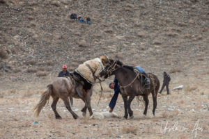 Two horseback Kazakh eagle hunters fighting over a sheep, Golden Eagle Festival, Olgii Mongolia