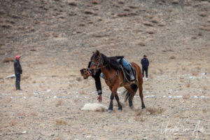 Kazakh horseback picking up a sheep skin, Golden Eagle Festival, Olgii Mongolia