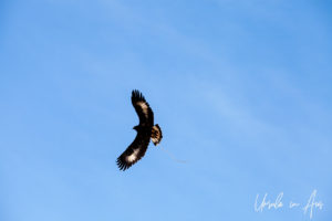 Golden Eagle in the Blue Skies over the Golden Eagle Festival, Olgii Mongolia