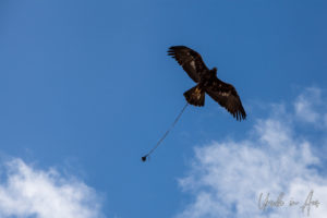Golden Eagle in the Blue Skies over the Golden Eagle Festival, Olgii Mongolia