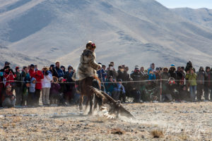 Eagle Hunter on his horse; eagle on the dummy-fox behind him, Golden Eagle Festival, Olgii Mongolia