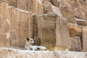 Dog at the Pyramid of Pharaoh Khafre, Giza Egypt