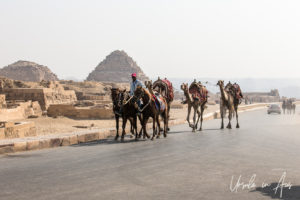Man on horseback leading horses and camels, Giza