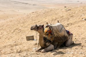 Camel on the sand at Giza, Egypt