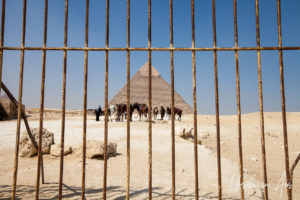 Ponies and the Pyramid of Pharaoh Khafre behind a fence, Giza Egypt