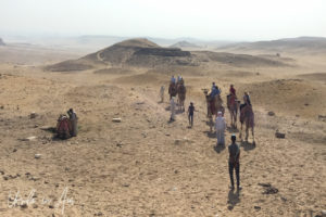 Camels train at Giza, Egypt