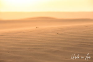 Afternoon light on sands blurred by wind, Wahiba Sands desert, Oman