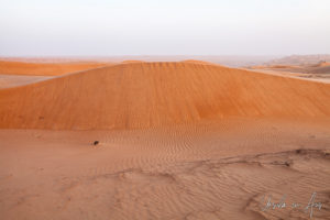 Afternoon light on desert dunes, Wahiba Sands, Oman