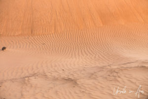 Waving patterns in the sands, Wahiba Sands, Oman