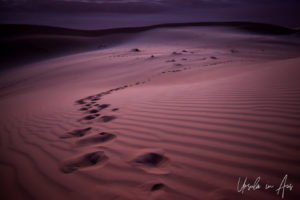 Footprints on sand in pre-dawn purple light, Wahiba Sands, Oman