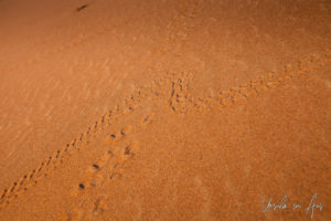 Animal tracks in the sand, Wahiba Sands, Oman