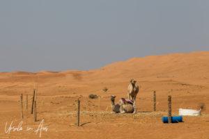 Camels in a pen, Wahiba Sands desert, Oman