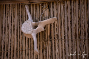 Large piece of whale backbone hanging on a wooden wall, Wahiba Sands, Oman