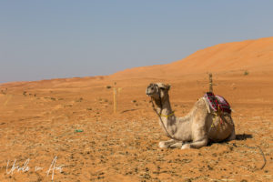 Seated camel in a saddle, Wahiba Sands, Oman
