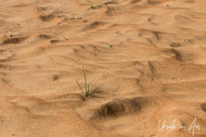 Tuft of grass against waves of sand, Wahiba Sands, Oman
