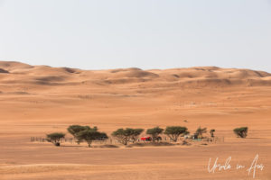 Bedouin settlement among umbrella thorn trees, Wahiba Sands, Oman