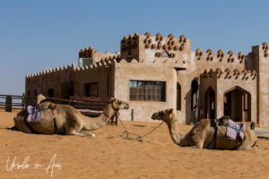 Camels in front of the 1000 Nights Sharqiya Sands Camp, Oman