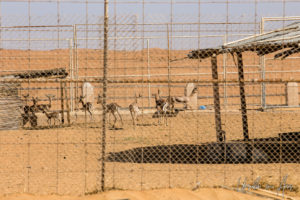 Arabian gazelles in a pen, Wahiba Sands, Oman
