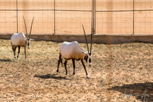 Arabian Oryx in a pen, Wahiba Sands, Oman