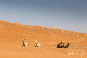 Seated camels in saddles, Wahiba Sands, Oman