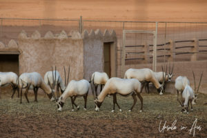 Small herd of Arabian Oryx in a pen, Wahiba Sands, Oman