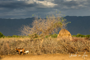 Animal pen, Arbore Village, Omo Valley Ethiopia