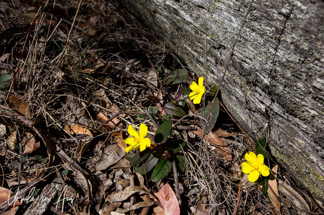 Guinea Flower - Hibbertia Obtusifolia, Kangarutha Track, Bournda National Park, NSW Australia