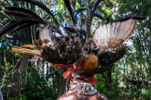 Birds in the headdress of a Jiwaka Province, Papua New Guinea