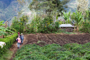 Tourists walking through the fields, Western Highlands, Papua New Guinea