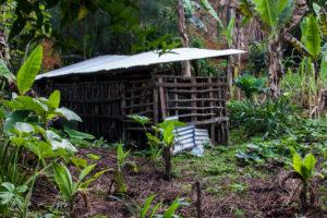 Animal Pen, Paiya Village, Western Highlands, Papua New Guinea